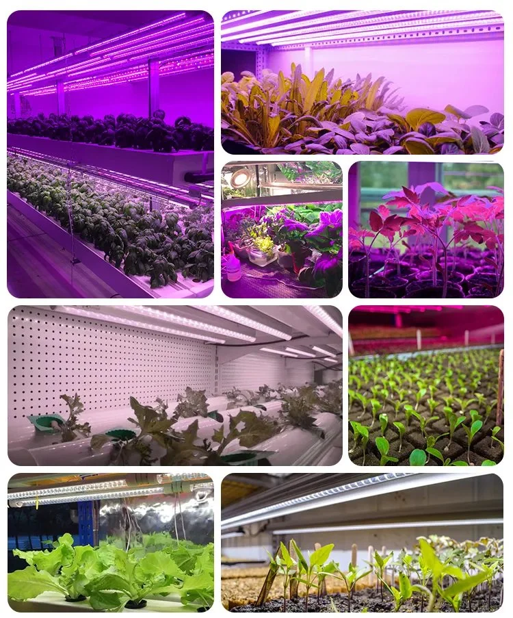 Jesled 10W 20W 30W 40W 50W 60W Full Spectrum LED Plant Growing Light for Indoor LED Grow Lighting